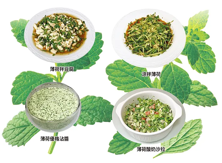 【元氣廚房】薄荷的療癒力量與百搭食譜